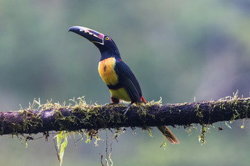 Toucan Collared Aracari, Pteroglossus torquatus, bird with big bill. Toucan sitting on the moss branch in the forest, Boca Tapada, Costa Rica. Nature travel in central America