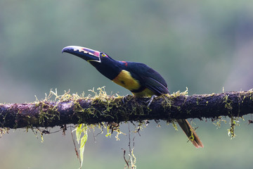 Toucan Collared Aracari, Pteroglossus torquatus, bird with big bill. Toucan sitting on the moss branch in the forest, Boca Tapada, Costa Rica. Nature travel in central America