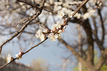 Blossoming cherry tree.