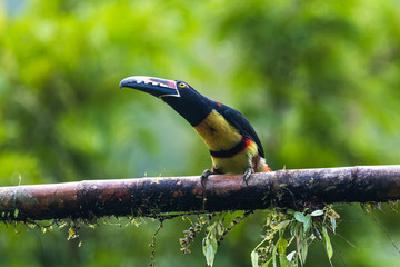 Toucan Collared Aracari, Pteroglossus torquatus, bird with big bill. Toucan sitting on the moss branch in the forest, Boca Tapada, Costa Rica. Nature travel in central America