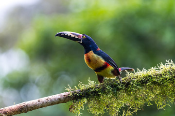Toucan Collared Aracari, Pteroglossus torquatus, bird with big bill. Toucan sitting on the moss branch in the forest, Boca Tapada, Costa Rica. Nature travel in central America