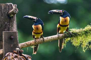 Toucan Collared Aracari, Pteroglossus torquatus, bird with big bill. Toucan sitting on the moss...