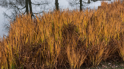 Fototapeta premium Dead dry Grass texture near a lake