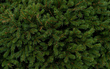 Christmas fir tree branches Background. Christmas pine tree wallpaper. Copy space. - 308308026