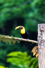 Keel-billed Toucan - Ramphastos sulfuratus, large colorful toucan from Costa Rica forest with very colored beak.
