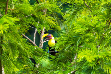 Keel-billed Toucan - Ramphastos sulfuratus, large colorful toucan from Costa Rica forest with very colored beak.
