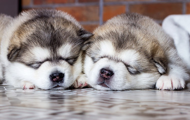 group of puppies sleeps in a row