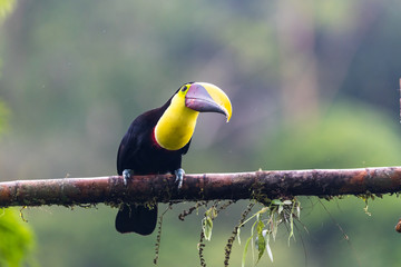 Keel-billed Toucan - Ramphastos sulfuratus, large colorful toucan from Costa Rica forest with very colored beak.