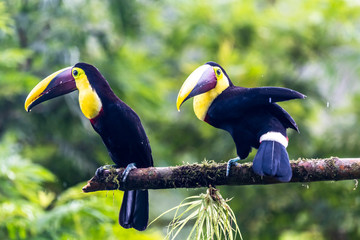 Toucan à carène - Ramphastos sulfuratus, grand toucan coloré de la forêt du Costa Rica au bec très coloré.