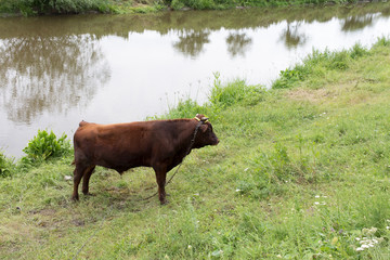 Bull-calf in the field.