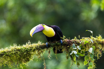 Keel-billed Toucan - Ramphastos sulfuratus, large colorful toucan from Costa Rica forest with very colored beak.