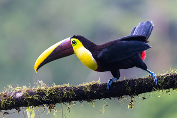 Keel-billed Toucan - Ramphastos sulfuratus, large colorful toucan from Costa Rica forest with very colored beak.