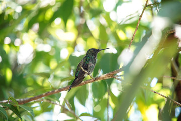 Versicolored Emerald Hummingbird