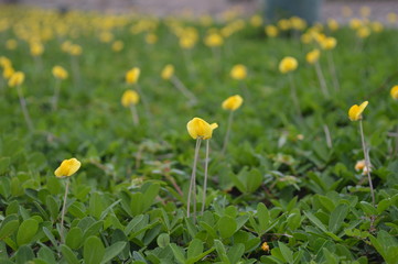 Yellow Field Flowers