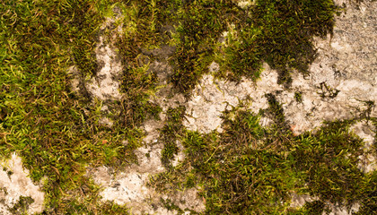Moss green texture. Moss background. Green moss on grunge texture, background. Long web banner