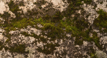 Moss green texture. Moss background. Green moss on grunge texture, background. Long web banner