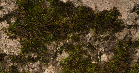 Moss green texture. Moss background. Green moss on grunge texture, background. Long web banner