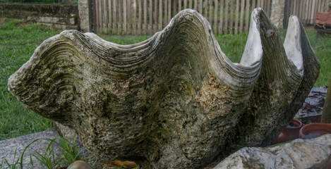 image of a giant clam shell, tridacnagigas