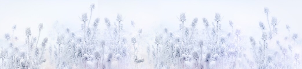 Winter in meadow, morning fog and frozen thistle, burdock in the field, ice crystal on dry plant