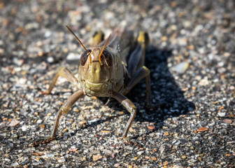 Differential Grasshopper head on!