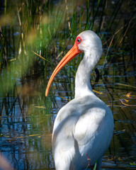 White Ibis in the marsh!