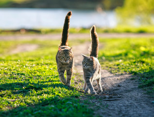 two cute striped lovebirds are walking on the green grass in a juicy meadow Sunny spring garden