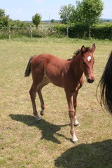Fototapeta premium Poulain