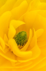 yellow flower closeup of sunflower
