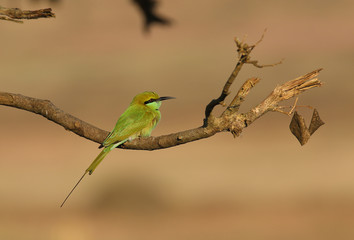 green bee eater