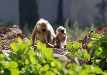 kanha langurs