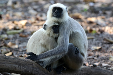 kanha langurs