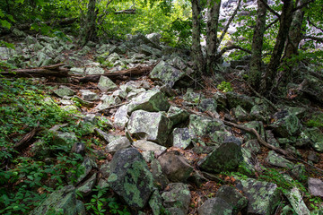 Rocks in the forest