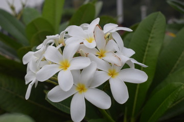 Plumeria rubra with White flowers, the frangipani close-up. HD 