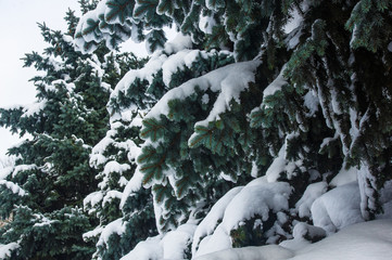 Green fluffy fir tree in the snow
