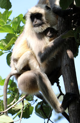 Obraz premium bandhavgarh langurs