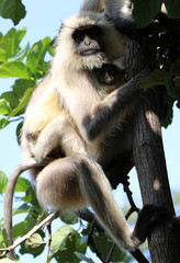 bandhavgarh langurs