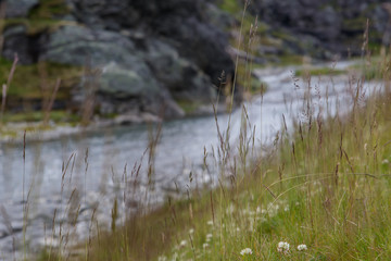 stream in forest