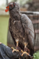 California condor bird, North America's largest bird on the trainer's arm