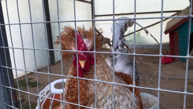 A head of a brown cock with big red comb close up behind metal fence of a cage in the farm