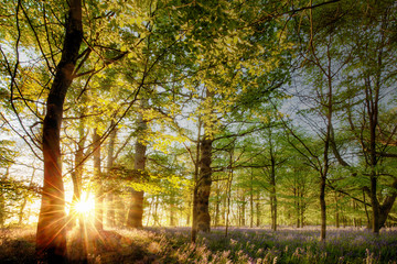 Sunrise in an English bluebell forest