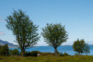 three trees at a fjord in the mountains
