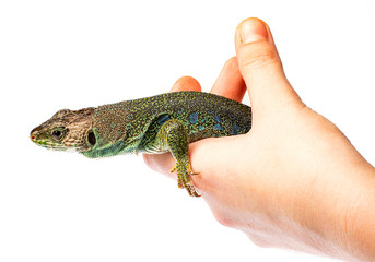 ocellated lizard or jewelled lizard  - Timon lepidus or Lacerta lepidus in the detail
