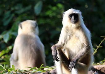 bandhavgarh langurs