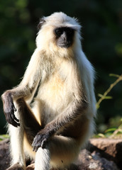 bandhavgarh langurs