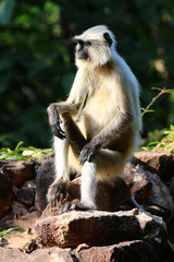bandhavgarh langurs