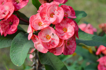 Macro flower colorful in graden and beautiful sunlight