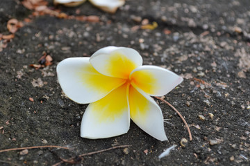 Macro flower colorful in graden and beautiful sunlight