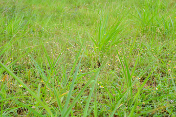 Macro flower colorful in graden and beautiful sunlight