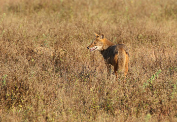 kahna jackals