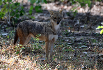 kahna jackals